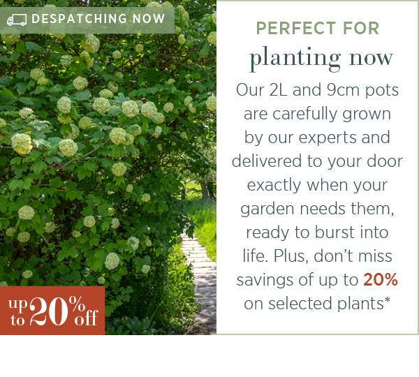 Perfect for planting now. Our 2L and 9cm pots are carefully grown by our experts and delivered to your door exactly when your garden needs them, ready to burst into life. Plus, don't miss savings of up to 20% on selected plants