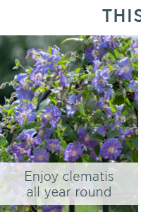 Enjoy year clematis all year round