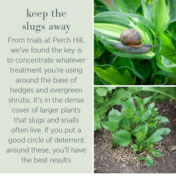 Keep the slugs away. From trials at Perch Hill, we've found the key is to concentrate whatever treatment you're using around the base of hedges and evergreen shrubs. It's the dense cover of larger plants that slugs and snails often live. If you put a good circle of deterrent around these, you'll have the best results.