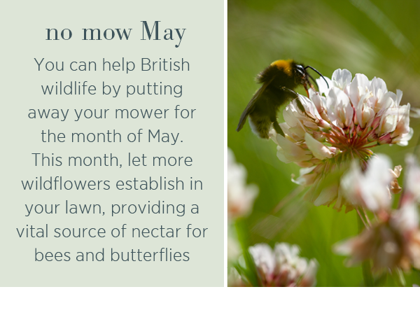 No mow May. You can help British wildlife by putting away your mower for the month of May. This month, let more wildflowers establish in your lawn, providing a vital source of nectar for bees and butterflies.