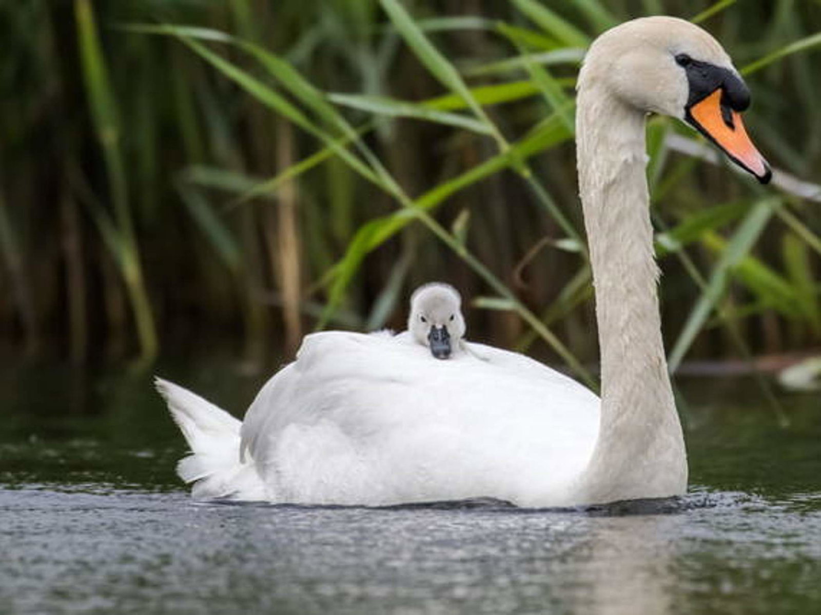 Quiz: Match the Baby Animal to Its Mama