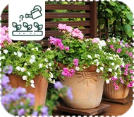 Comment entretenir les plantes en pot sur une terrasse ou un balcon ?