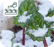 Que faire avant et après les Saints de glace au jardin ?