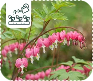 Comment cultiver le dicentra (Cœur-de-Marie) dans le jardin ?