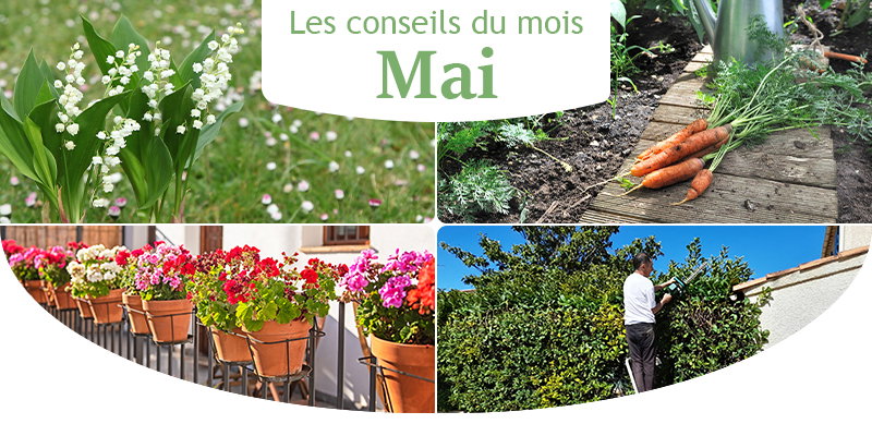 Les conseils du mois pour Mai !