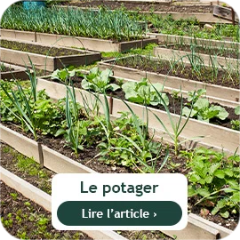 Que faire au potager en mai ?