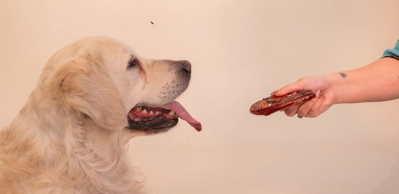 Dog body language