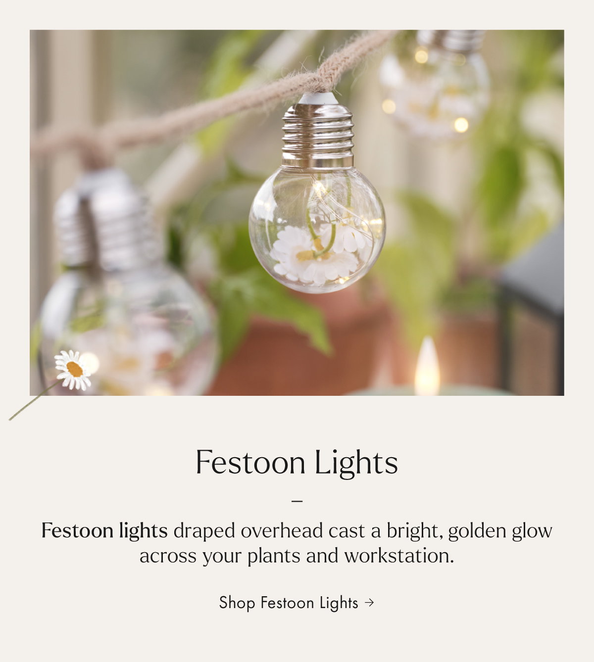 Festoon lights