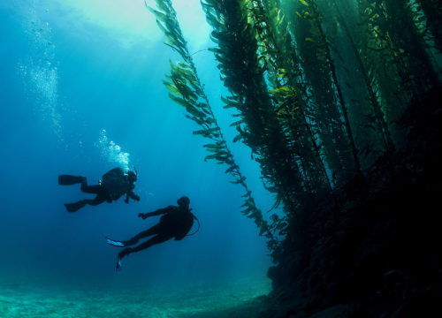 PADI Deep Diver