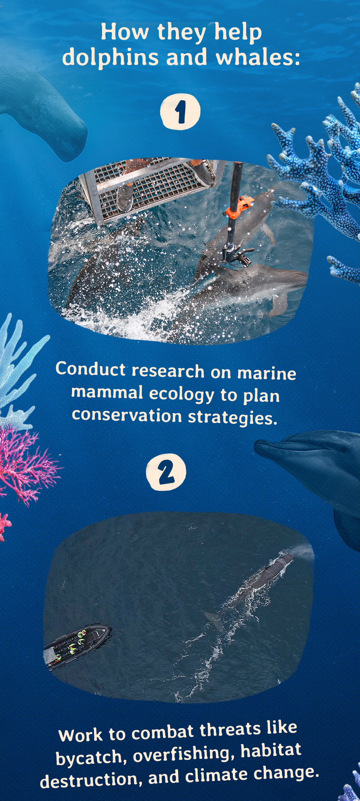 Meet & explore FIU. Learn how FIU helps dolphins and whales! Learn more here! Track a whale or dolphin and help protect them in the wild!