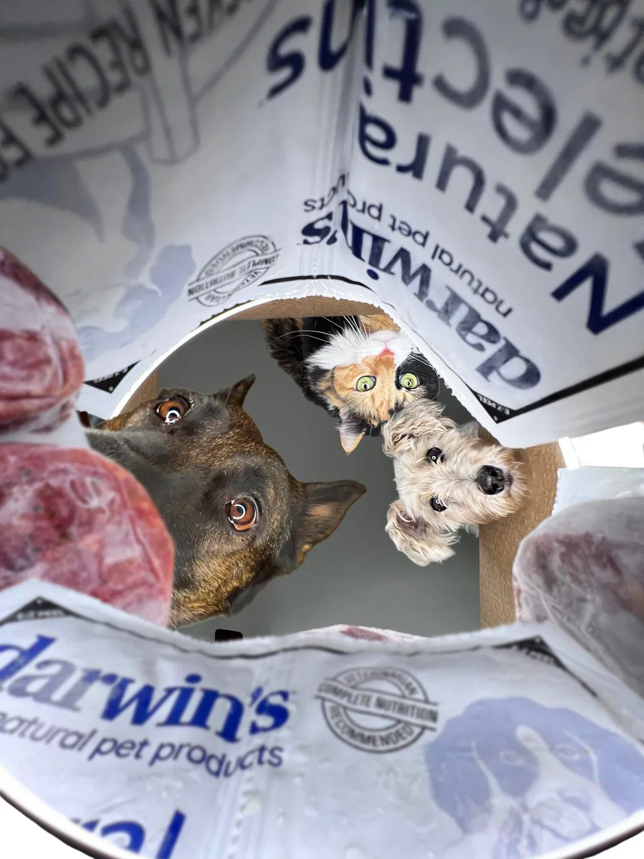 A dog and a cat looking at Darwin's fresh raw food