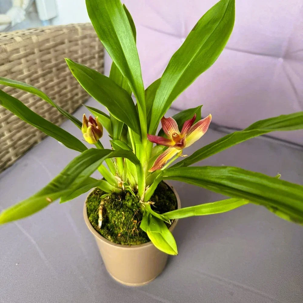 Cochleanthes Hybride mit rot-braunen Blüten im 9cm Topf