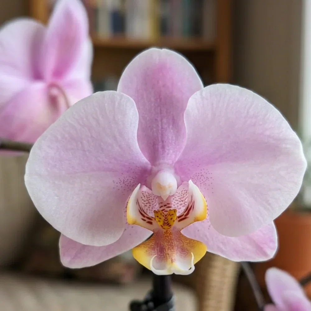 Phalaenopsis Roskilde mit zartrosa Blüten und 5+ Rispen