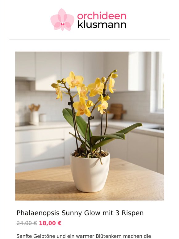 🌸 Neue Blütenfreude für Dein Zuhause