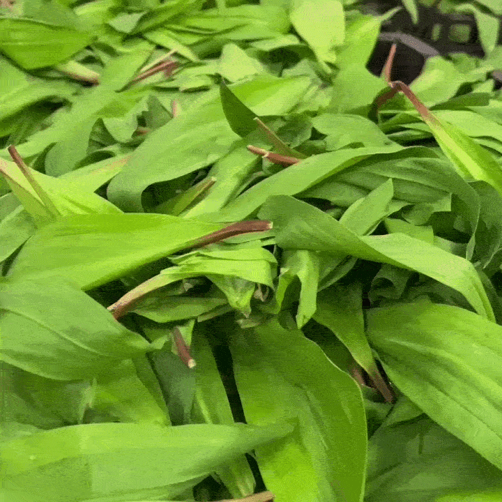 Wild Ramps from Burlap & Barrel