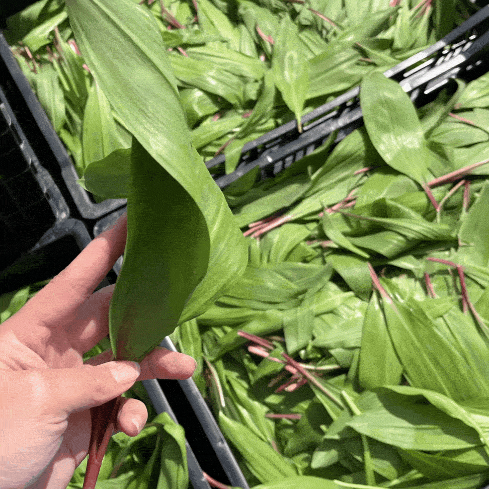 Wild Ramps from Burlap & Barrel