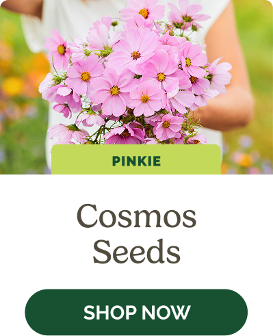 Cosmos Seeds
