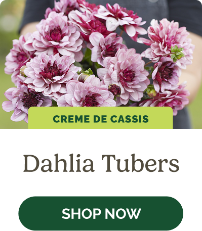 Dahlia Tubers