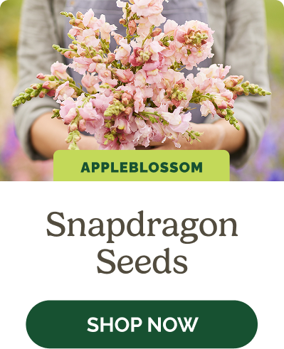 Snapdragon Seeds
