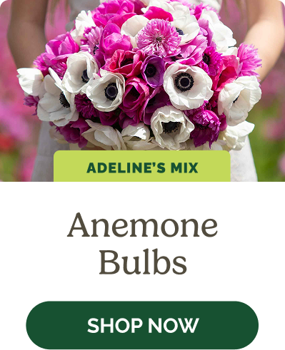 Anemone Bulbs