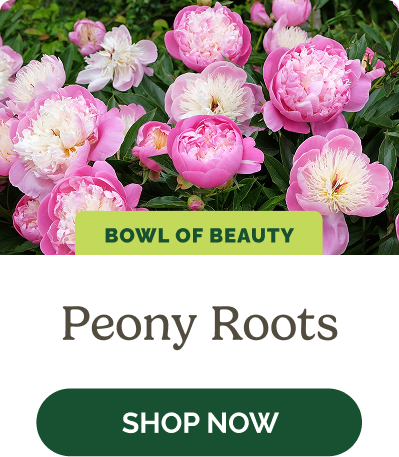 Peony Roots