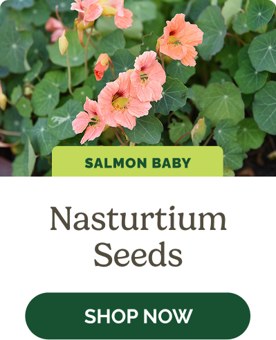 Nasturtium Seeds