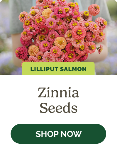 Zinnia Seeds