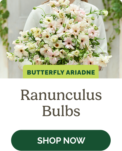 Ranunculus Bulbs