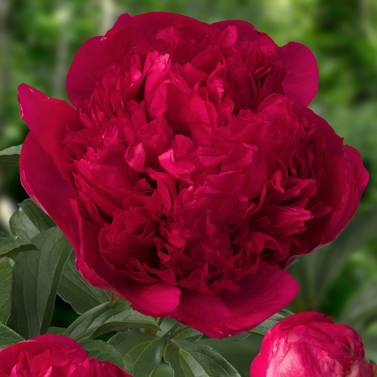 Paeonia lactiflora ‘Command Performance’ - In Bud & Bloom