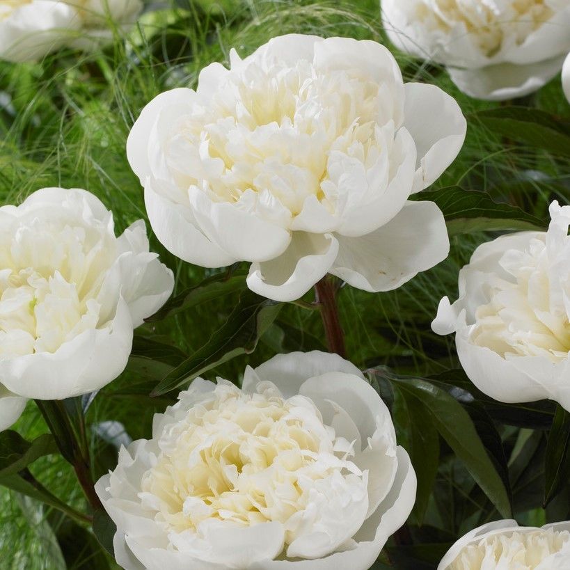 Paeonia lactiflora ‘Duchesse de Nemour’ - In Bud & Bloom