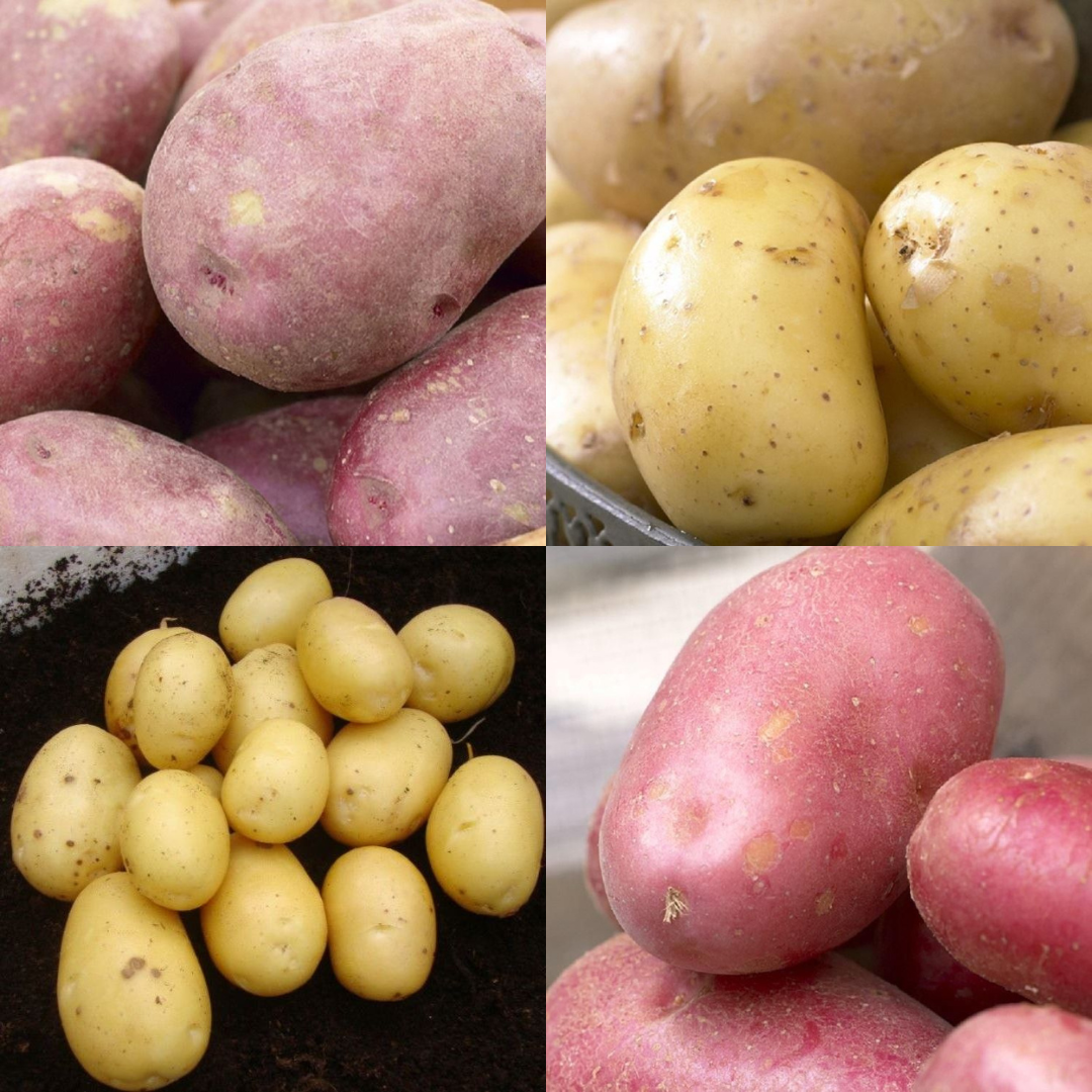 Seed Potatoes