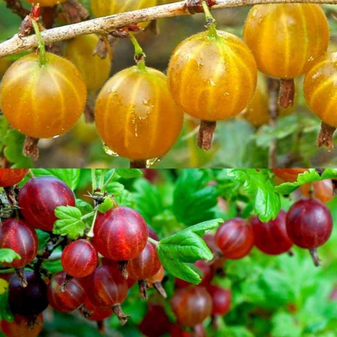 Red & Green Gooseberry Standard Fruit Trees