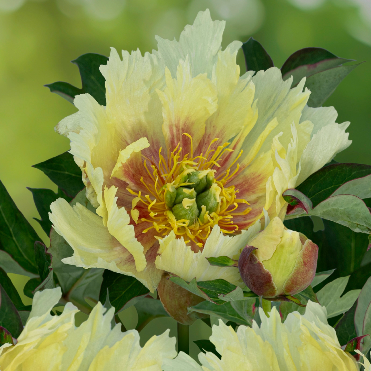 Paeonia Itoh ‘Yellow Dream’ - In Bud & Bloom