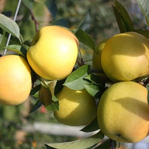 Apple Reinette - Patio Fruit Tree