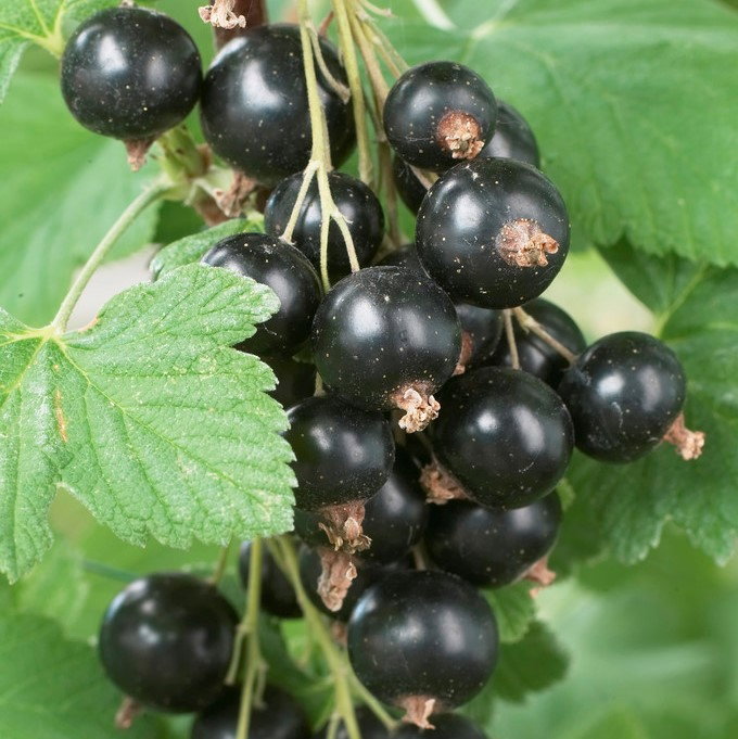 Blackcurrant Standard Fruit Tree