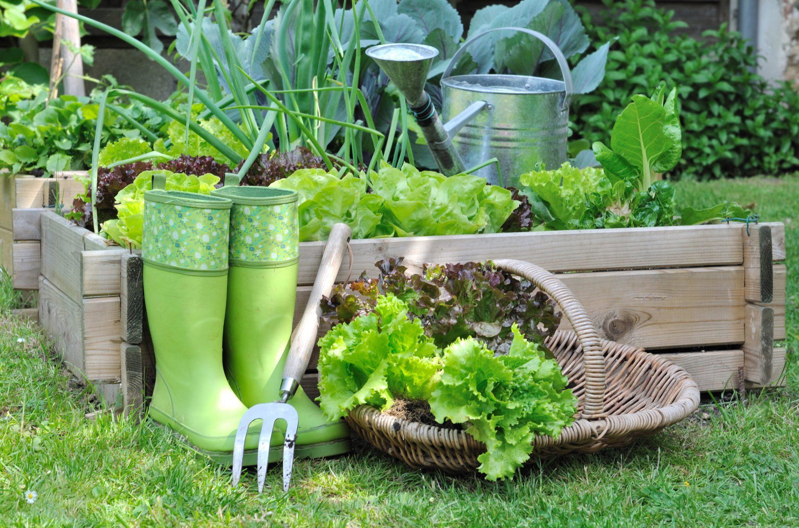 How to Grow Your Own Fruit & Veg at Home