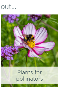 Plants for pollinators