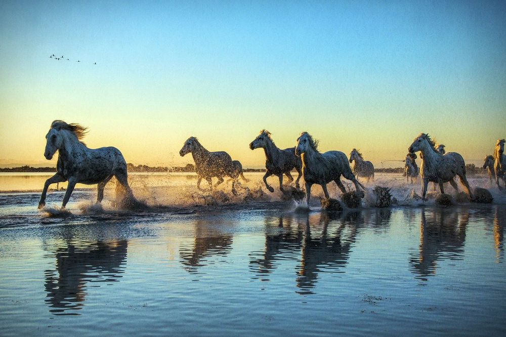 The White Horses of the Camargue by Scott Stulberg