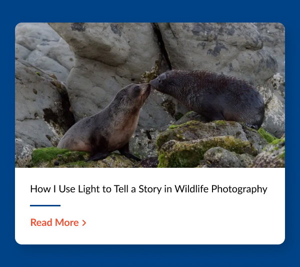 Article Title: How I Use Light to Tell a Story in Wildlife Photography