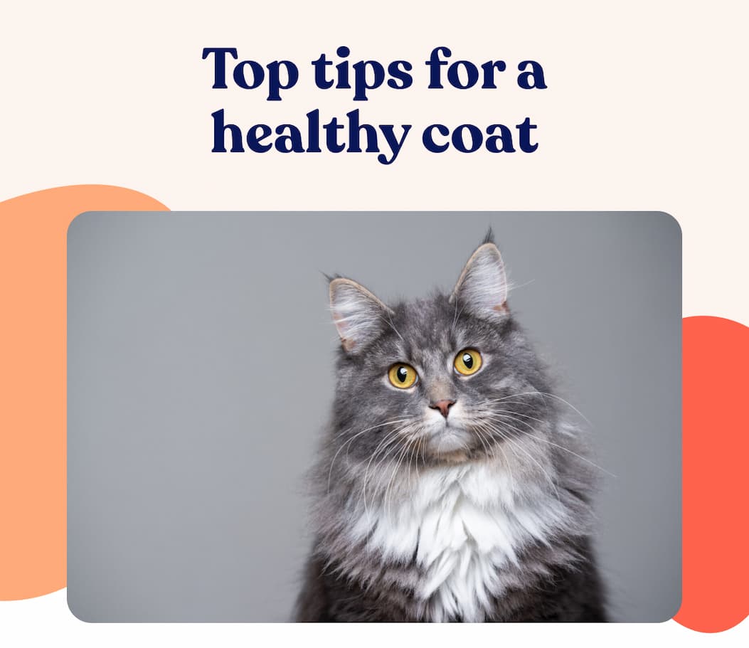 Top tips for a healthy coat