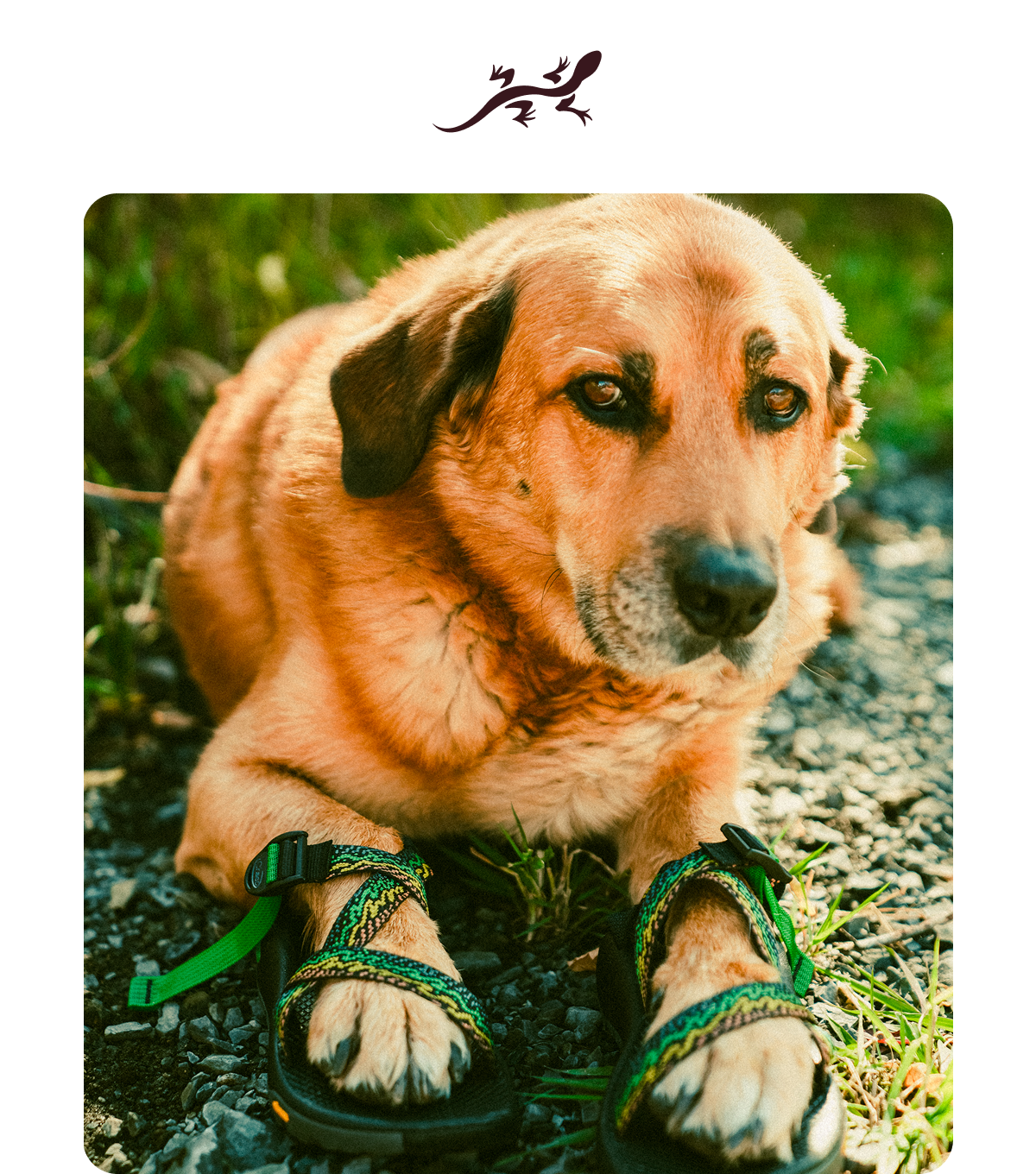 Chaco. GRIP SO GOOD, IT'S BEST SERVED ON THE ROCKS.
