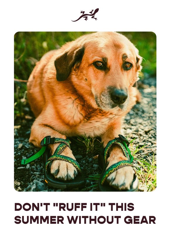 Chacos for dogs? Not quite...