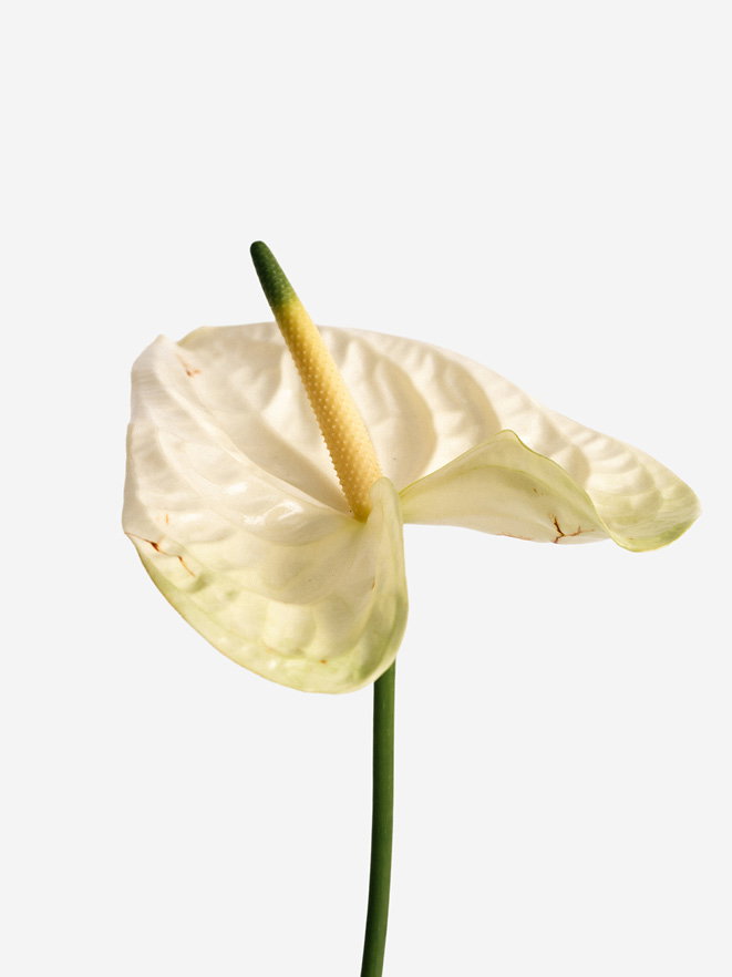 Fleur