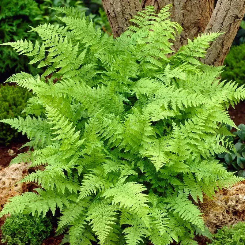 Image of Lady Fern
