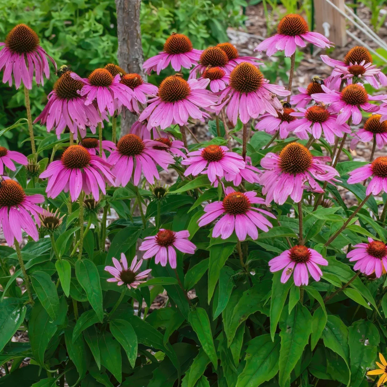 Image of Purple Coneflower