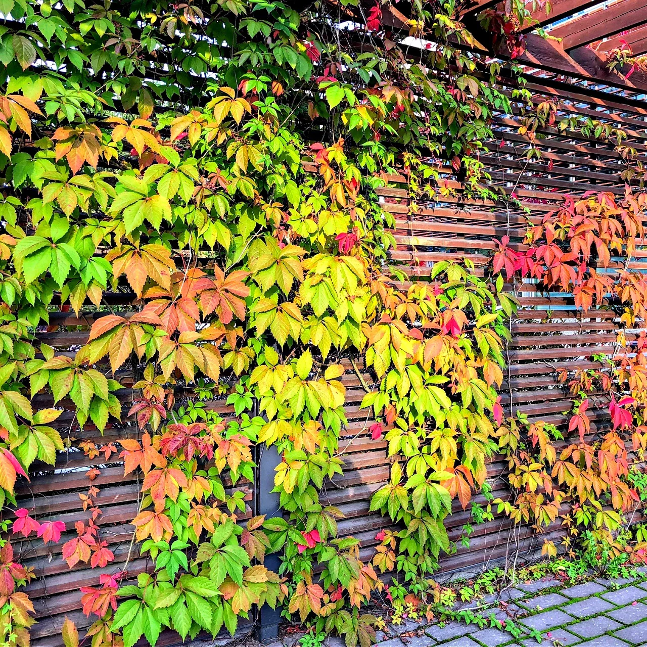 Image of Virginia Creeper Plant