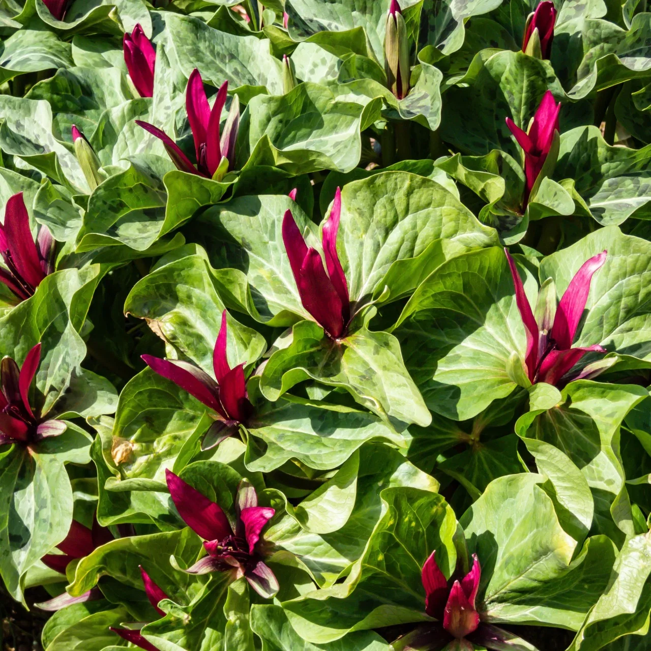 Image of Red Trillium