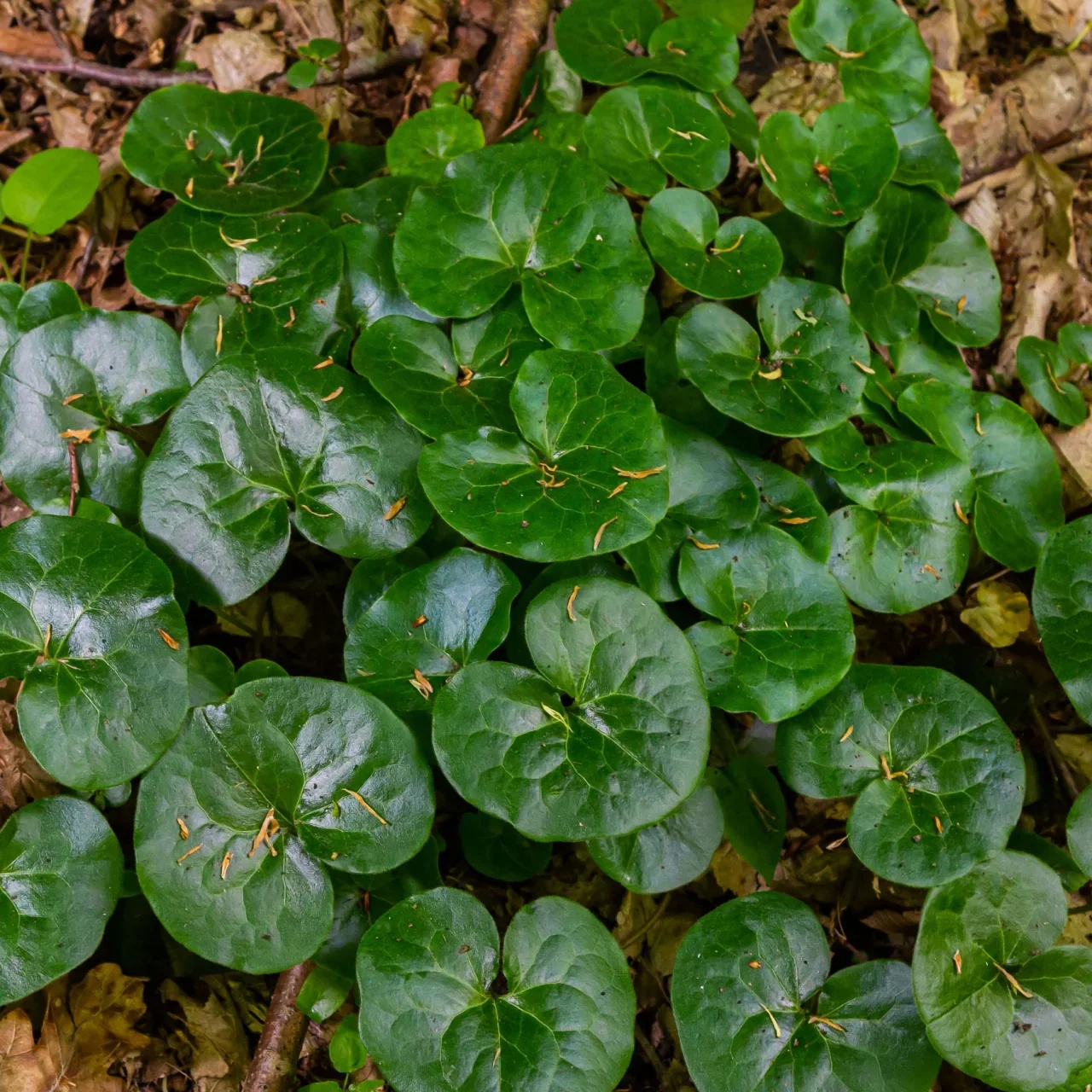 Image of European Ginger