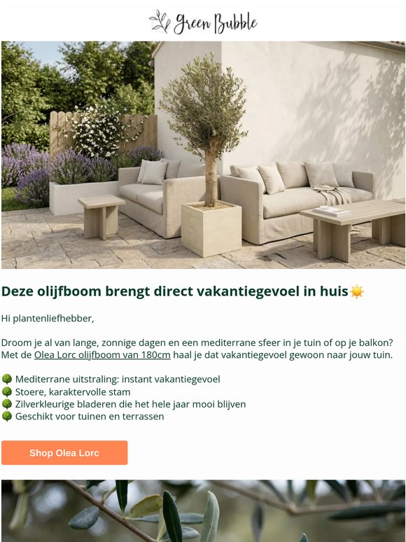 Plant van de maand : Olea Lorc🌳