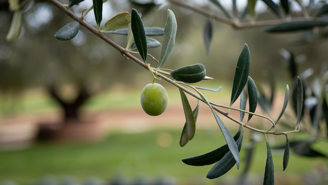Green Bubble Olea lorc